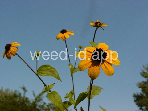 browneyed-Susan